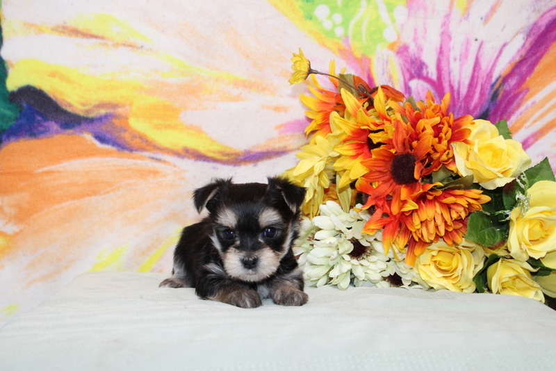 puppy, for, sale, Morkie, Matthew B. Stoltzfus, dog, breeder, Gap, PA, dog-breeder, puppy-for-sale, forsale, nearby, find, puppyfind, locator, puppylocator, aca